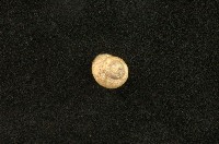 藏品(臺灣䗉蝸牛)的圖片